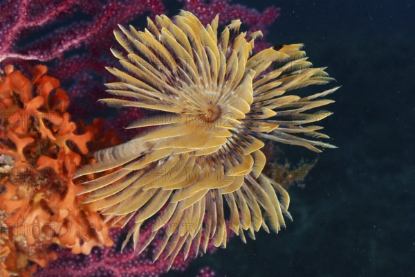 A blaze of colour in the Mediterranean: Screwfish (Sabella spallanzanii), Violescent sea-whip (Paramuricea clavata) and Orange spiny sponge (Acanthella acuta) on a reef in the Mediterranean near Hyères, Giens Peninsula dive site, Provence Alpes Côte d'Azur, France