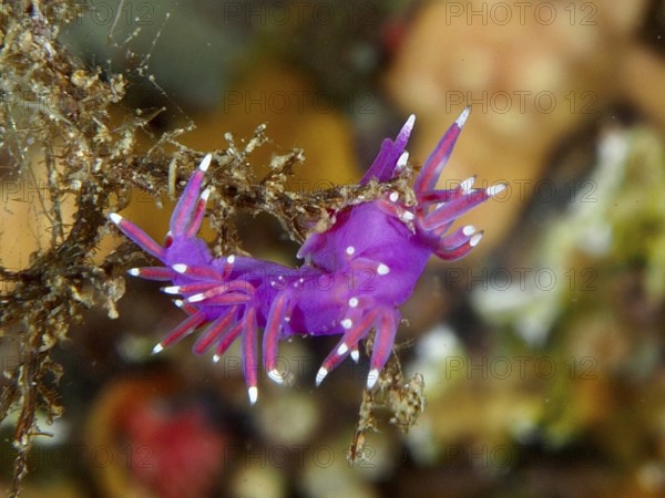 Small bright reddish-purple Edmundsella pedata in front of a coral-like substrate in the Mediterranean Sea near Hyères, dive site Giens Peninsula, Provence Alpes Côte d'Azur, France