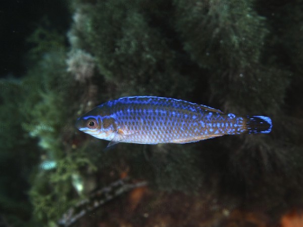 A blue fish, blacktail wrasse (Symphodus melanocercus), swimming in a reef with green underwater flora in the Mediterranean Sea near Hyères, dive site Giens Peninsula, Provence Alpes Côte d'Azur, France