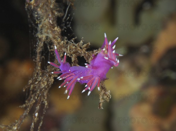 Edmundsella pedata (Edmundsella pedata) with pink and purple colouring on a branch of algae in the Mediterranean Sea near Hyères, dive site Giens Peninsula, Provence Alpes Côte d'Azur, France