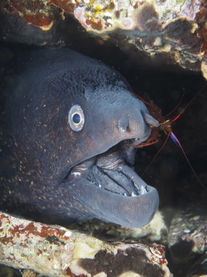 A Mediterranean moray eel (Muraena helena) with open mouth being groomed by a Mediterranean cleaner shrimp (Lysmata seticaudata), under a rock in the Mediterranean Sea near Hyères, Giens Peninsula dive site, Provence Alpes Côte d'Azur, France