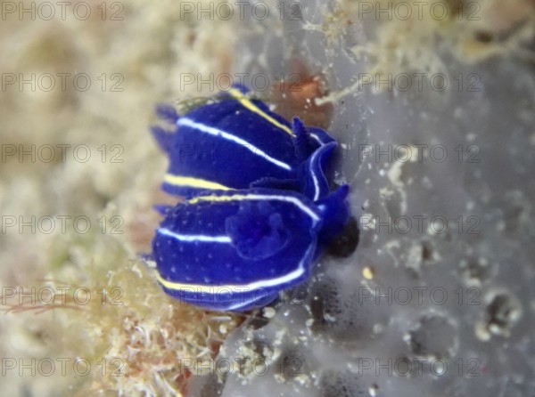 Small bright blue nudibranch, Orsini star snail (Felimare orsinii), with yellow and white stripes on a grey sea sponge in the Mediterranean Sea near Hyères, dive site peninsula Giens, Provence Alpes Côte d'Azur, France
