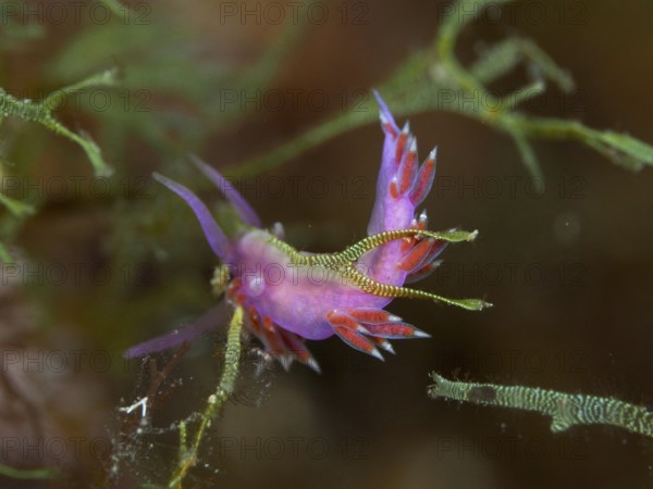 Small Edmundsella pedata (Edmundsella pedata) with visible tentacles in the Mediterranean Sea near Hyères, dive site Giens Peninsula, Provence Alpes Côte d'Azur, France