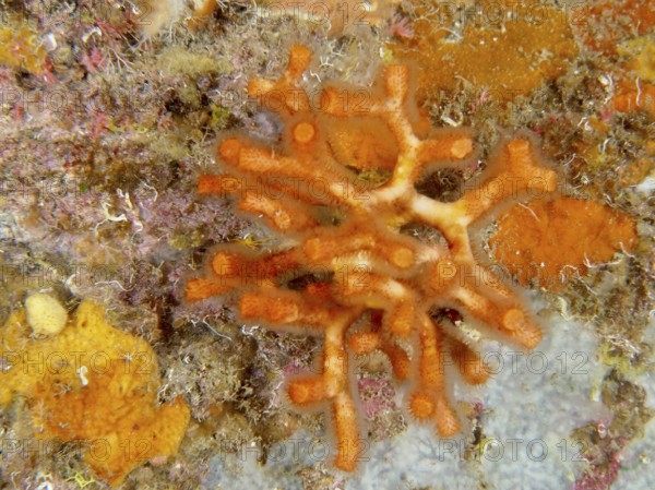 Orange-coloured teardrop coral (Myriapora truncata) with a striking structure on a diverse reef in the Mediterranean Sea near Hyères, Giens Peninsula dive site, Provence Alpes Côte d'Azur, France