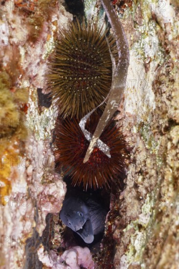 Stone urchin (Paracentrotus lividus) and Mediterranean moray eel (Muraena helena) hidden in a crevice between rocks in the Mediterranean Sea near Hyères, dive site Giens Peninsula, Provence Alpes Côte d'Azur, France