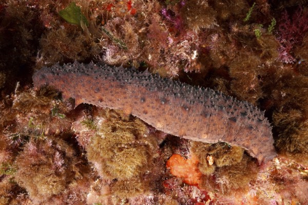 A brown sea cucumber, Isostichopus badionotus (Holothuria forskali), crawls over a reef in the Mediterranean Sea near Hyères, dive site Giens Peninsula, Provence Alpes Côte d'Azur, France