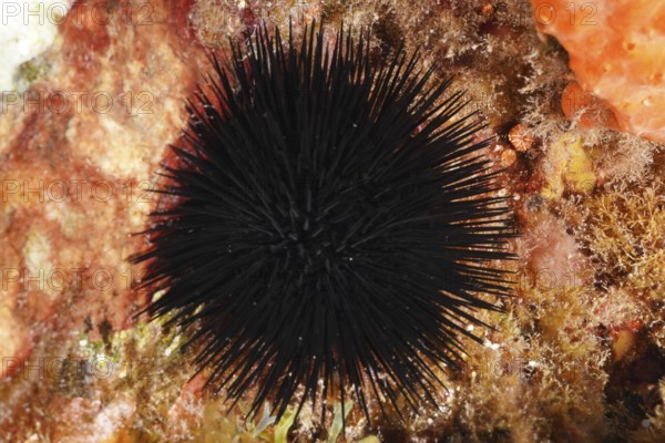 Arbacia lixula (Arbacia lixula) on a reef surrounded by colourful algae and seabed structures in the Mediterranean Sea near Hyères, dive site Giens Peninsula, Provence Alpes Côte d'Azur, France
