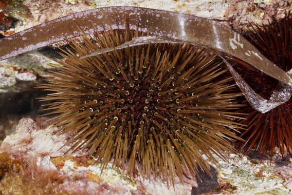 Brown sea urchin (Paracentrotus lividus) under a large leaf on a reef in the Mediterranean Sea near Hyères, dive site Giens Peninsula, Provence Alpes Côte d'Azur, France