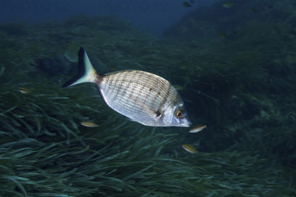 Silver fish, Pinniped (Diplodus puntazzo), in an underwater environment of seaweed, surrounded by small fish in the Mediterranean Sea near Hyères, dive site Giens Peninsula, Provence Alpes Côte d'Azur, France