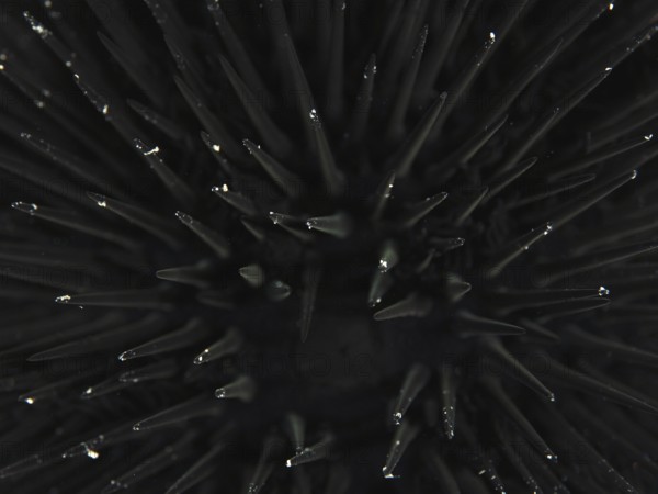 Close-up of the spines of an Arbacia lixula in the Mediterranean Sea near Hyères, dive site Giens Peninsula, Provence Alpes Côte d'Azur, France