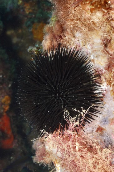 Arbacia lixula (Arbacia lixula) on a wall with spiny textures in the Mediterranean Sea near Hyères, dive site Giens Peninsula, Provence Alpes Côte d'Azur, France