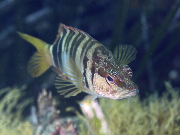Close-up of a striped fish with colourful details, sculpin (Serranus scriba), in the Mediterranean Sea near Hyères, dive site Peninsula Giens, Provence Alpes Côte d'Azur, France