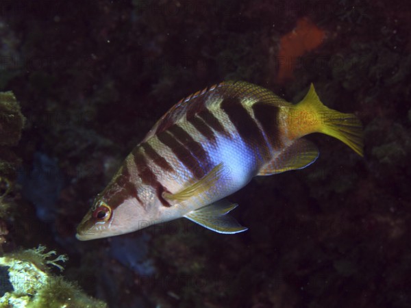 A striped fish, the scribbled perch (Serranus scriba), swimming in the dark underwater environment in the Mediterranean Sea near Hyères, dive site Giens Peninsula, Provence Alpes Côte d'Azur, France