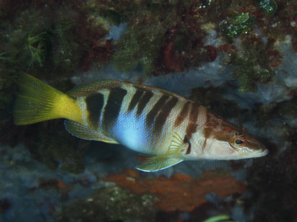 A fish with stripes, scribbled perch (Serranus scriba), swimming in front of a coloured background in the Mediterranean Sea near Hyères, dive site Giens Peninsula, Provence Alpes Côte d'Azur, France
