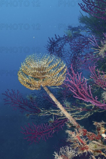 Screwfish (Sabella spallanzanii) between purple Violescent sea-whips (Paramuricea clavata) in the deep blue Mediterranean Sea near Hyères, dive site Peninsula Giens, Provence Alpes Côte d'Azur, France