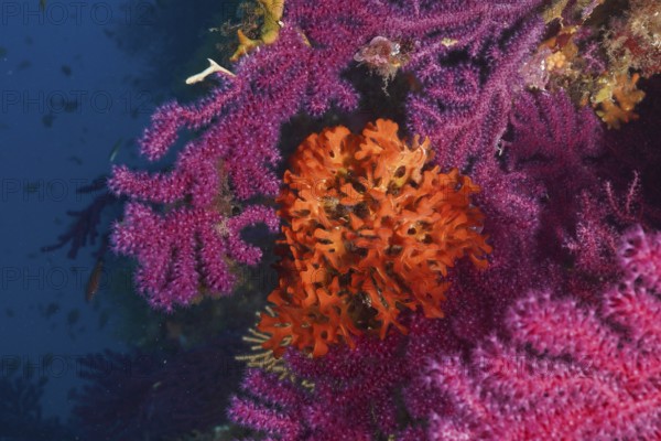 Colourful Mediterranean: An orange spiny sponge (Acanthella acuta) grows on a Violescent sea-whip (Paramuricea clavata) . Dive site Giens Peninsula, Provence Alpes Côte d'Azur, France