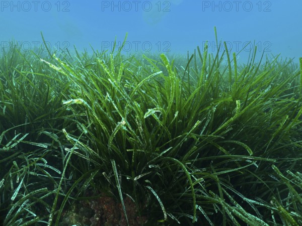 Densely growing green seagrass, Neptune grass (Posidonia oceanica), covers the seabed in the Mediterranean Sea near Hyères, diving site Giens Peninsula, Provence Alpes Côte d'Azur, France