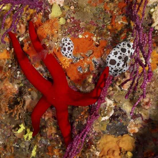An orange starfish (Hacelia attenuata) lies on a colourful reef full of life in the Mediterranean Sea near Hyères, Giens Peninsula dive site, Provence Alpes Côte d'Azur, France