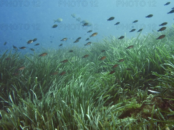 Small fish swimming above a dense field of seagrass, Neptune grass (Posidonia oceanica), underwater in the Mediterranean Sea near Hyères, dive site Giens Peninsula, Provence Alpes Côte d'Azur, France