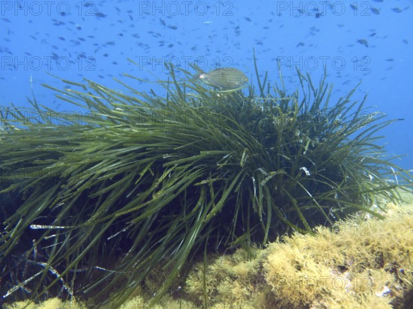 A fish swims over dense seagrass, Neptune grass (Posidonia oceanica), on the bottom in the Mediterranean Sea near Hyères, dive site Peninsula Giens, Provence Alpes Côte d'Azur, France