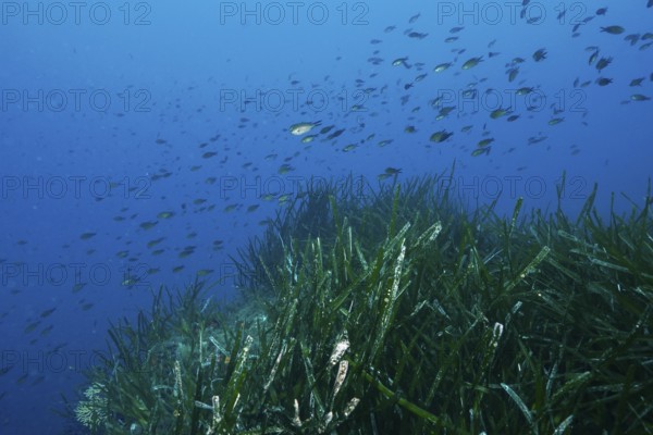A school of fish swimming over Neptune grass (Posidonia oceanica), sea grass, in the blue Mediterranean Sea near Hyères, dive site Giens Peninsula, Provence Alpes Côte d'Azur, France