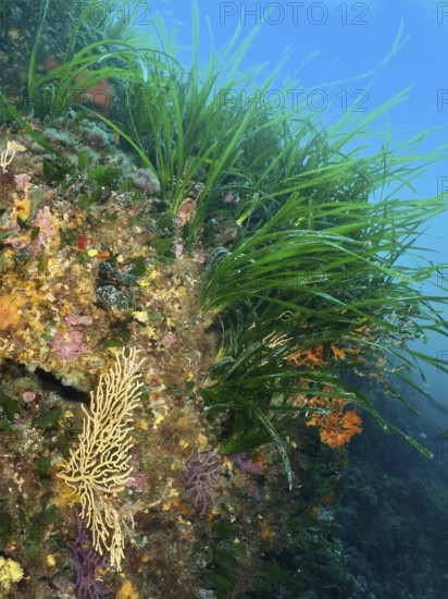 A colourful mixture of gorgonians, Neptune grass (Posidonia oceanica), seagrass and algae grows on a reef in the Mediterranean near Hyères, Giens Peninsula dive site, Provence Alpes Côte d'Azur, France