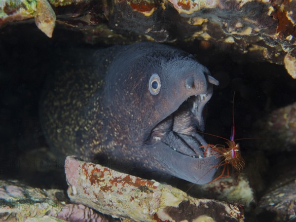 A Mediterranean moray eel (Muraena helena) with its mouth open being groomed by a Mediterranean cleaner shrimp (Lysmata seticaudata) . Mediterranean Sea near Hyères, dive site Giens Peninsula, Provence Alpes Côte d'Azur, France