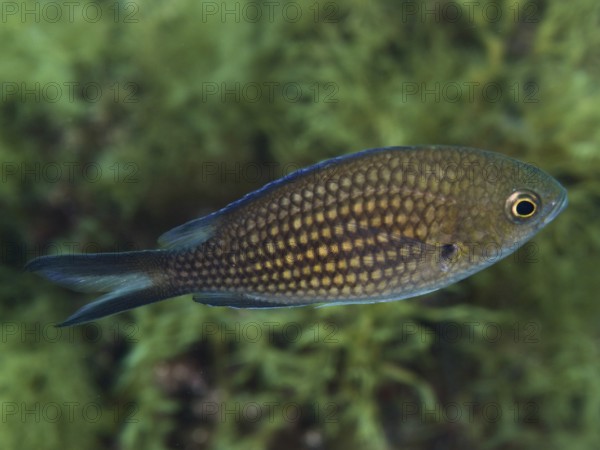 A monkfish (Chromis chromis) with scaly skin swims in the water against a green background in the Mediterranean Sea near Hyères, dive site Giens Peninsula, Provence Alpes Côte d'Azur, France