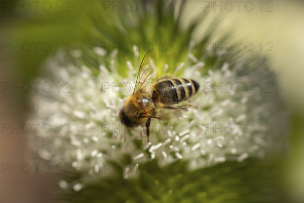 Close-up of a honey bee (Apis) on a flowering weaver's card (Dipsacus sativus), Neunkirchen, Lower Austria, Austria