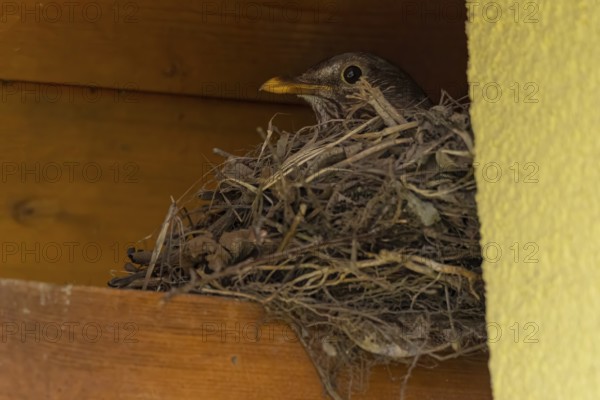 Female blackbird (Turdus merula) sitting in a nest of twigs under a wooden ledge, Ternitz, Lower Austria, Austria