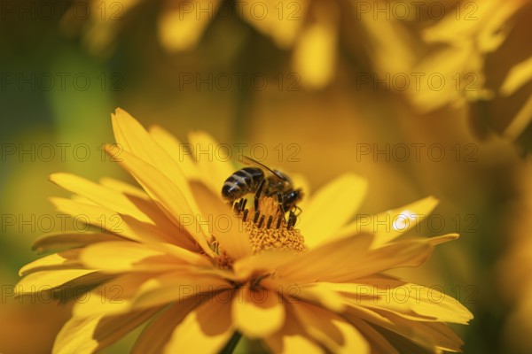 Macro photograph of a honeybee (Apis) on a yellow flower of the sun's eye, (Heliopsis), Neunkirchen, Lower Austria, Austria