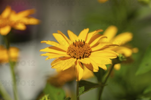 Sun eye (Heliopsis) close-up with detailed petals, Neunkirchen, Lower Austria, Austria