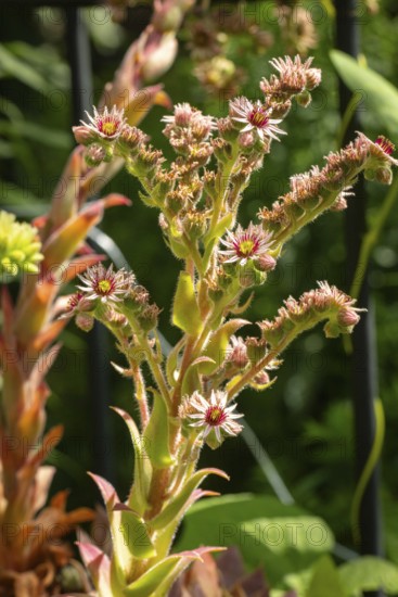 Flowering houseleek (Sempervivum) in natural surroundings, Neunkirchen, Lower Austria, Austria