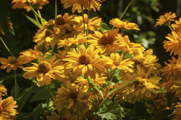 Bright yellow flowers, sun eye (Heliopsis) shine in the sunshine in the summer garden, Neunkirchen, Lower Austria, Austria