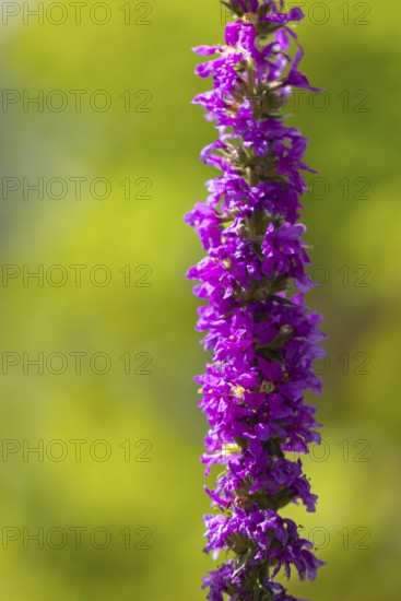 Inflorescence of purple loosestrife (Lythrum salicaria) against a green background, Neunkirchen, Lower Austria, Austria