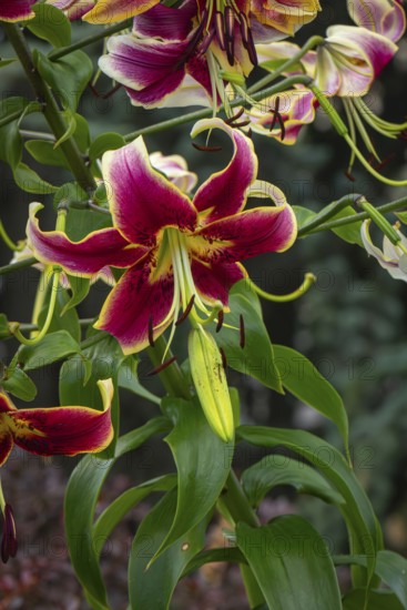 Magnificently coloured flowers of the Turk's cap (Lilium martagon), Neunkirchen, Lower Austria, Austria