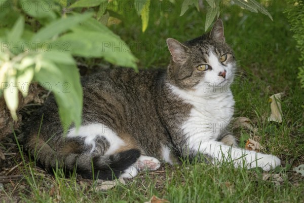 Cat (Felis Catus) lying relaxed in the grass under shady bushes, Ternitz, Lower Austria, Austria