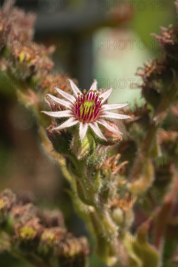 Flowering houseleek (Sempervivum) in close-up in natural surroundings, Neunkirchen, Lower Austria, Austria