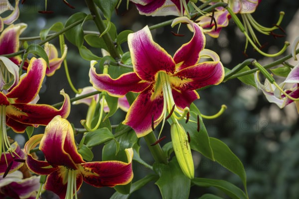 Magnificently coloured flowers of the Turk's cap (Lilium martagon), Neunkirchen, Lower Austria, Austria
