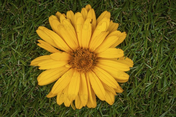 A single yellow flower of the heliopsis with detailed petals on a grassy area