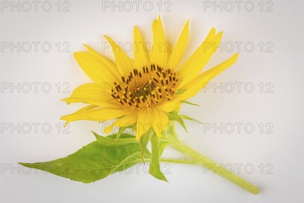 A yellow sunflower (Helianthus annuus) with green leaves on a white background
