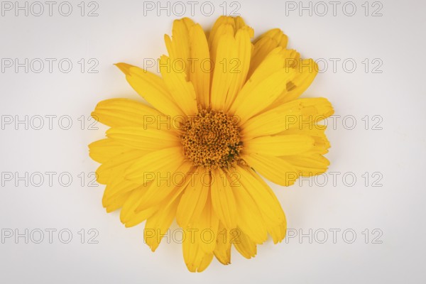 A single yellow flower of the heliopsis with detailed petals on a light-coloured background, close-up
