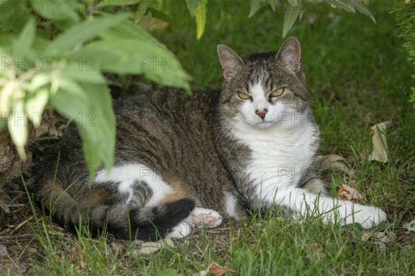 A tabby cat (Felis Catus) lying in a meadow in the shade, Ternitz, Lower Austria, Austria