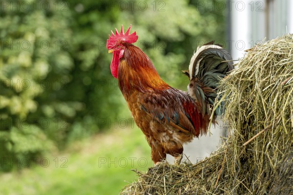 Rooster on the dung heap, male domestic fowl (Gallus gallus domesticus), bright red comb, farm in Westerham, agriculture, Feldkirchen, Upper Bavaria, Bavaria, Germany