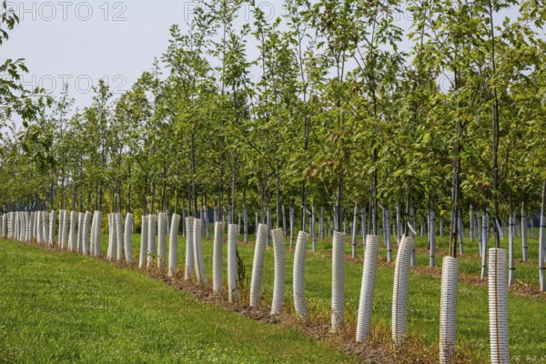Shelbyville, Michigan - Trees growing at Winding Creek Nursery in west Michigan. The company grows Michigan native shade trees and flowering ornamental trees