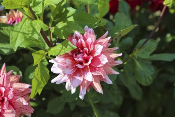 Dahlias (Dahlia), pink blossoms, flowers, plants, Oberuhldingen district, Uhldingen-Mühlhofen municipality, Lake Constance district, Baden-Württemberg, Germany