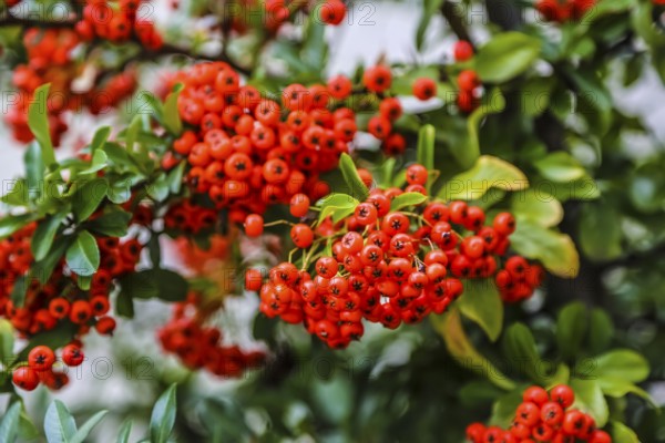 Firethorn (Pyracantha), shrub, plants, orange-coloured berries, Oberuhldingen district, Uhldingen-Mühlhofen municipality, Lake Constance district, Baden-Württemberg, Germany