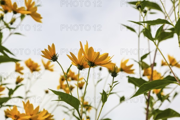 Jerusalem artichoke (Helianthus tuberosus), yellow blossom, flowers, plants, Oberuhldingen district, Uhldingen-Mühlhofen municipality, Lake Constance district, Baden-Württemberg, Germany
