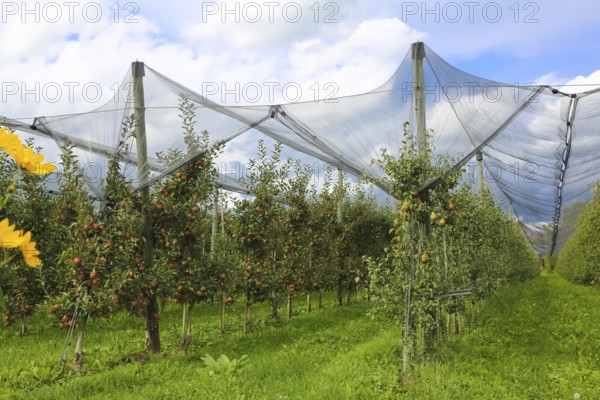Fruit trees, apple trees, pear trees, bird protection, bird protection nets, agriculture, fruit growing, plants, Oberuhldingen district, Uhldingen-Mühlhofen municipality, Lake Constance district, Baden-Württemberg, Germany