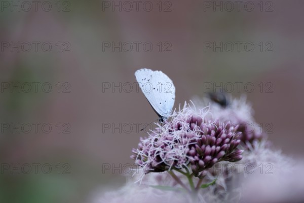 Pale blue (Celastrina argiolus), water azalea, close-up, closed wings, North Rhine-Westphalia, Germany, Pale blue feeding